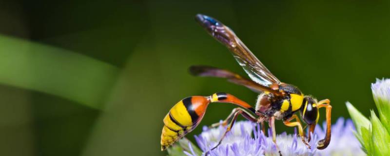 马蜂什么情况下会蛰人马蜂蛰人的原因是什么