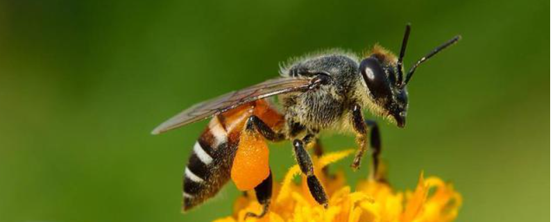 黑小蜜蜂是不是野生的，附生活习性