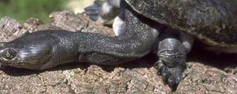 巨蛇颈龟多少钱一只平时吃什么食物