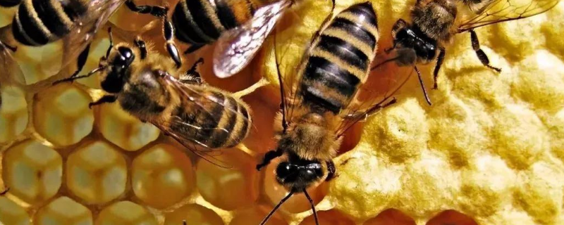 养蜜蜂需要什么技术，具体有哪些