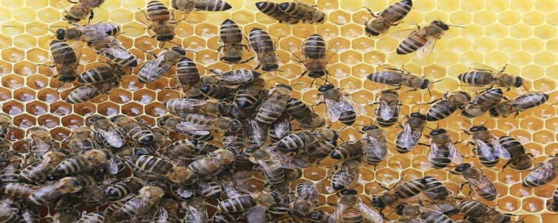 1脾蜂可以秋繁起来吗附繁蜂技术