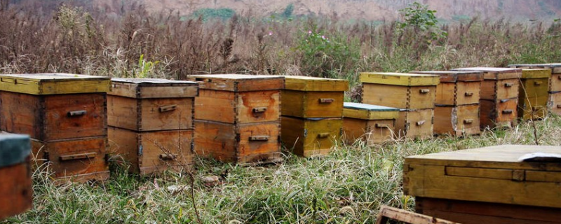 巧自制土蜂箱及注意事项，尽量用活框蜂箱养蜂