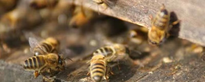 意蜂冬季养殖技术要点有哪些，主要有以下几个方面