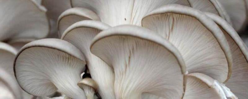 野生蘑菇怎么鉴别野生蘑菇中毒的症状有哪些