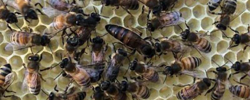 人工育王技术有哪些细节，工蜂和蜂王的不同之处是什么