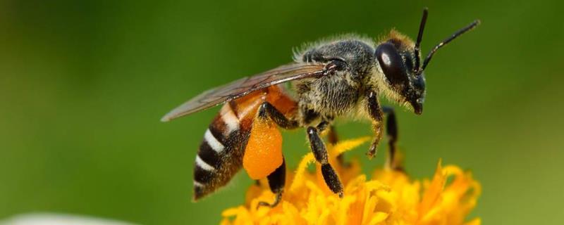 最简单找山蜜蜂方法有哪些野外寻找山蜜蜂的线索有哪些