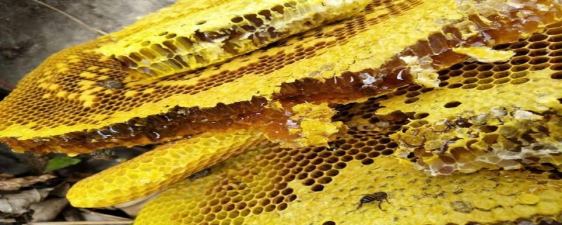 蜂巢蜜真的有假的吗蜂巢蜜是如何鉴别的