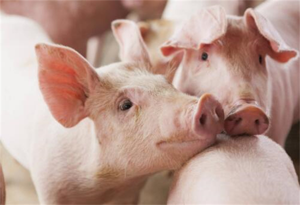 猪食欲不振并不只因猪病，造成猪群食量突然大幅度下降的三大原因