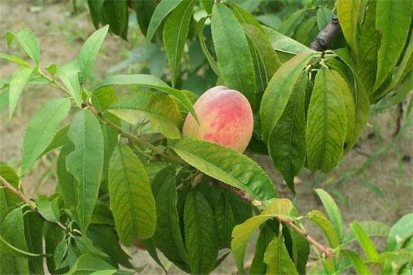 桃树缺氮的表现症状有哪些，桃树缺氮怎么办