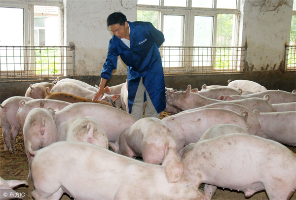 如何通过正确的挑选和饲养获得一头健康合格公猪