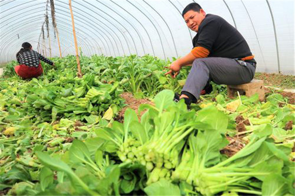 种蔬菜一亩利润是多少 基本农田能建蔬菜大棚吗
