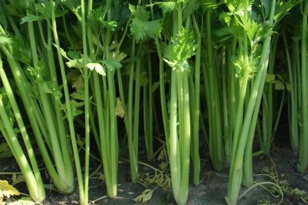芹菜适宜生长温度是多少 芹菜种植和管理方法