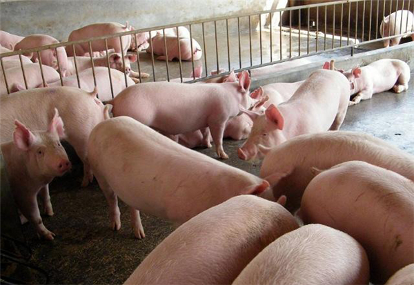 国家统计局：5月猪肉价格上涨5.2%