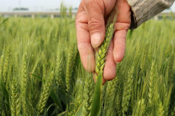 小麦生长期分几个阶段 小麦生长所需的环境条件