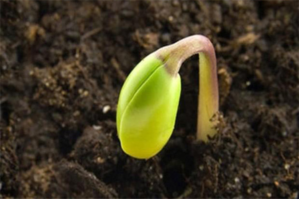 大豆的生长过程是怎样的？