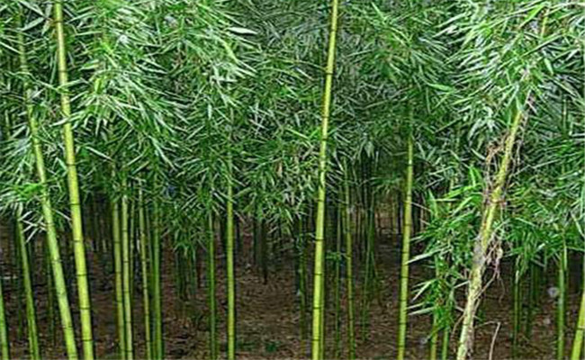 早园竹能长多高，早园竹一平米多少株？