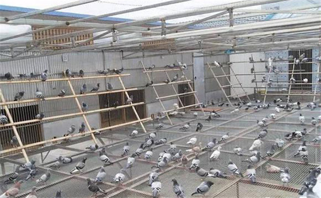 用鸽子养殖大棚模式养殖鸽子的管理方法