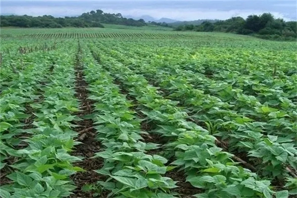 黑豆种植的株距和行距 种植黑豆所需的环境条件