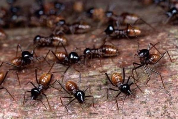 怎么养蚂蚁？养殖蚂蚁的场地与设施要求