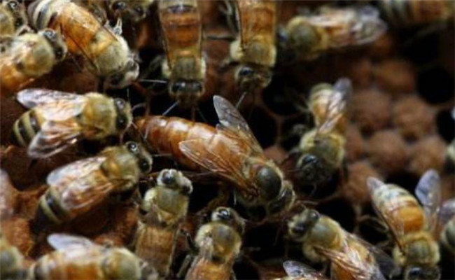 蜜蜂没有蜂王会造脾吗