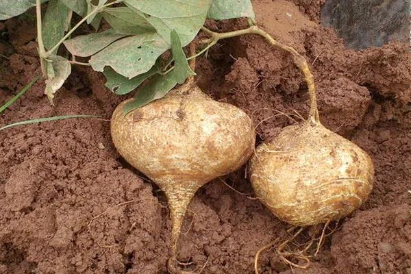 凉薯种植时间和方法，凉薯的生长周期问题
