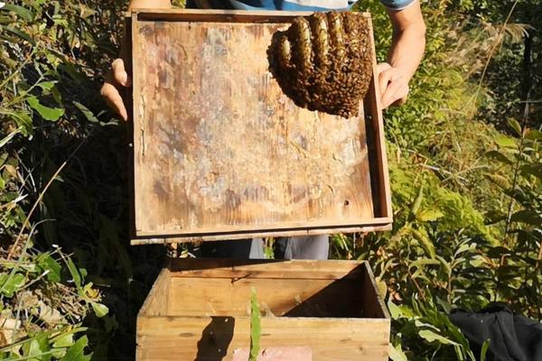 怎样收野生蜜蜂进箱 收来的野蜜蜂多久才能稳定