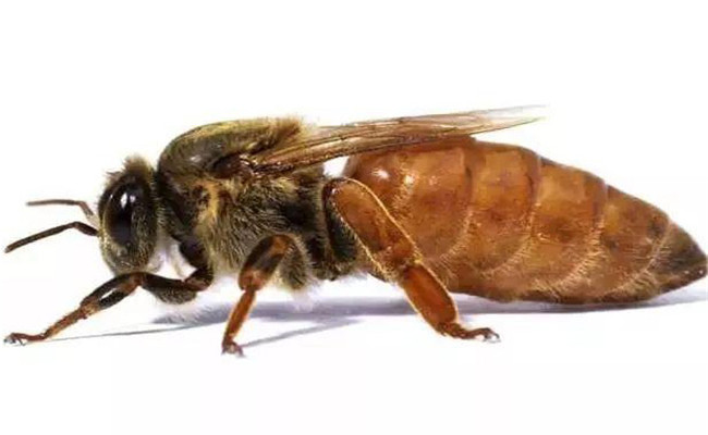 蜂王是如何产生的，怎样人工培育蜂王？