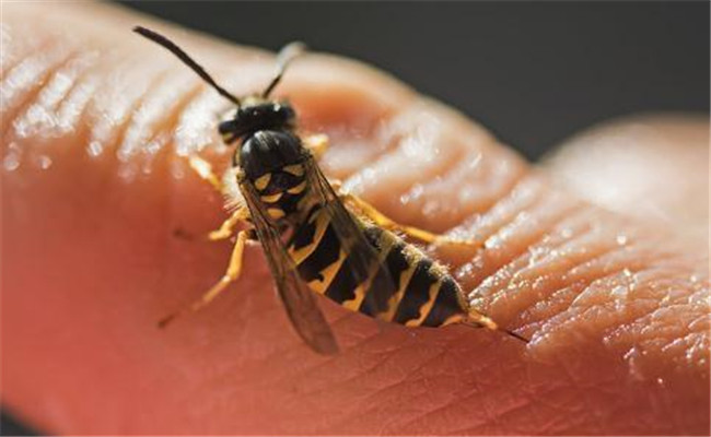 在野外如何预防被马蜂蜇 马蜂和蜜蜂的区别