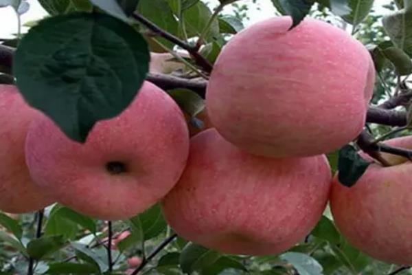 适宜种植苹果的自然条件 中国种植苹果的历史