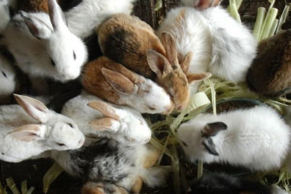 人工养殖野兔不同生长阶段喂什么