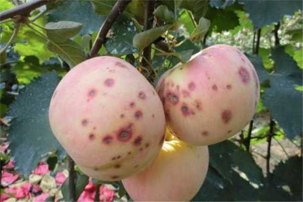 如何防治苹果缺钙 苹果缺钙症状与原因是什么