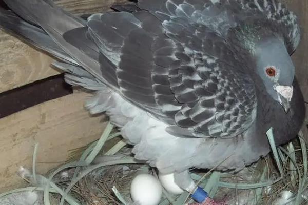 鸽子生几个蛋开始孵化 鸽子孵化温度和湿度多少
