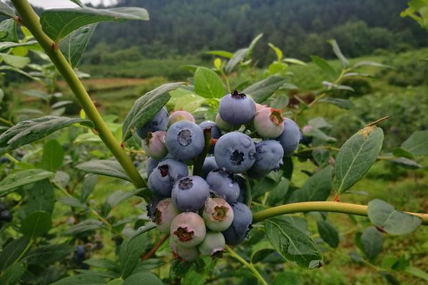 麻江蓝莓成熟时间，附蓝莓保存技巧