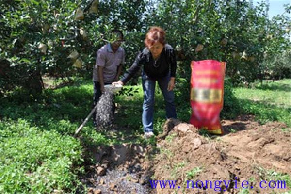 种植苹果怎么施用钾肥