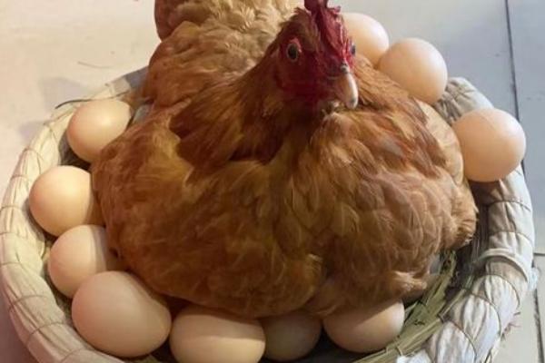 母鸡不受精能下蛋吗