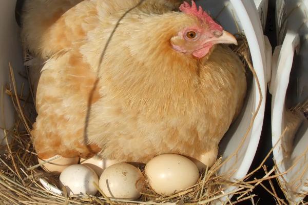 母鸡为什么吃自己下的蛋 母鸡吃自己的蛋怎么办