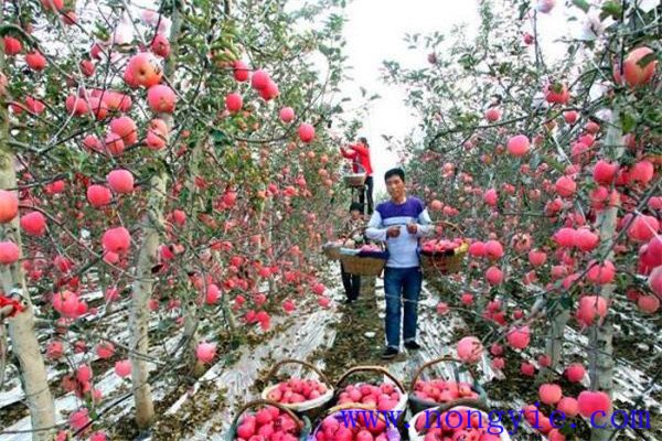 苹果亩产量一般多少斤，如何提高苹果的亩产量