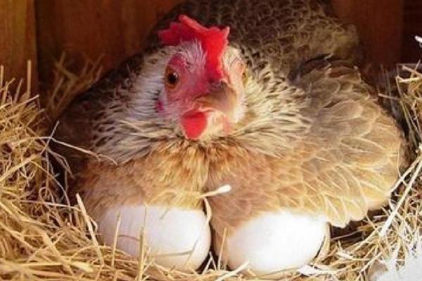 母鸡每天都会下蛋吗