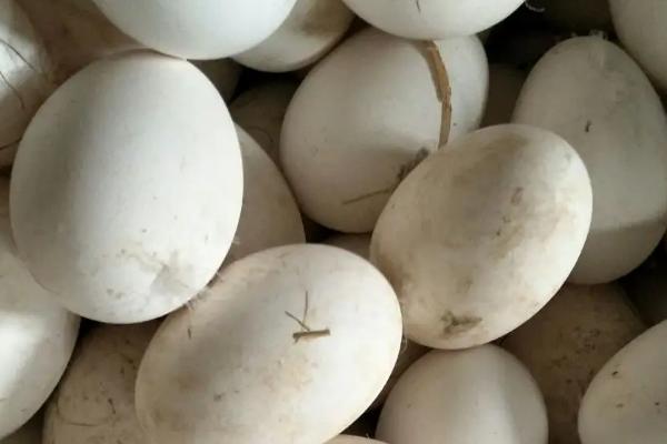 鹅蛋孵化多少天 孵化鹅蛋的温度湿度多少合适