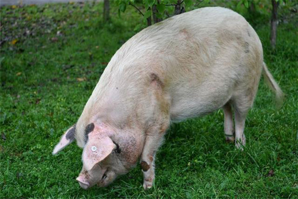 副猪病的症状表现有哪些，副猪怎么治？
