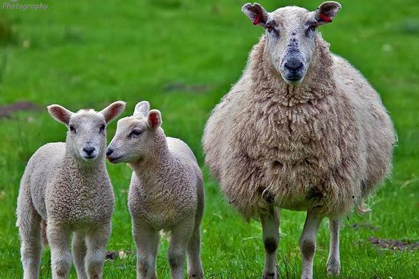 绵羊怀孕期是多少天