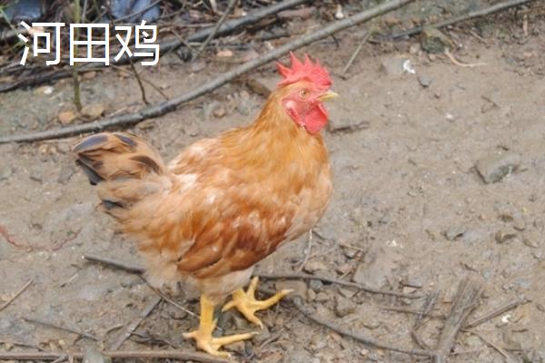 河田鸡简介 河田鸡为什么贵、和普通鸡的区别