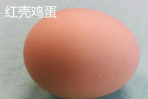 白壳鸡蛋和红壳鸡蛋的区别