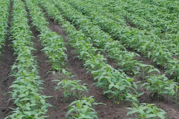 黑豆对生长环境的要求