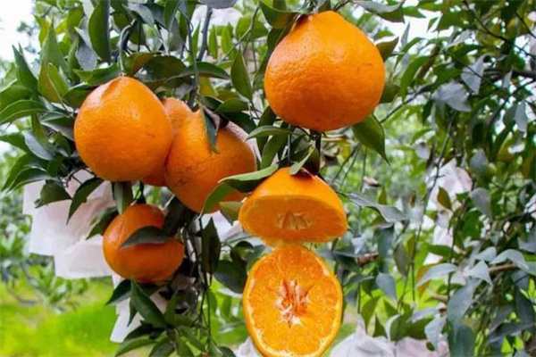 耙耙柑几月份成熟 主要产地 和丑橘有什么区别