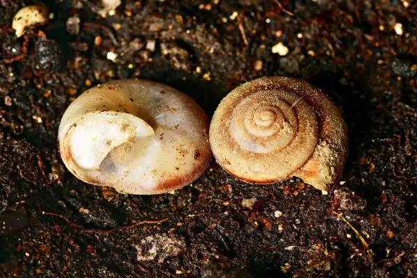 蜗牛怎样过冬与冬眠，蜗牛的天敌有哪些？