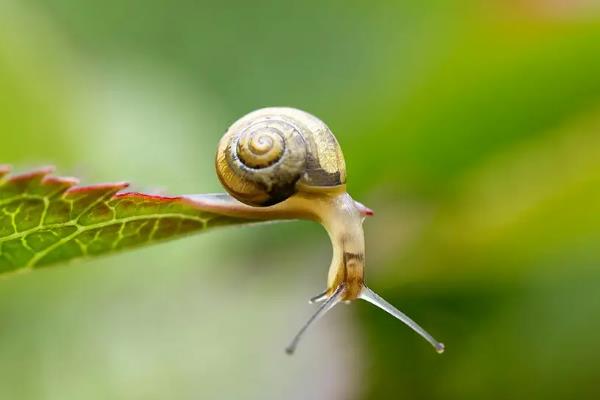 蜗牛的生活习性和特点，蜗牛的生长过程简介