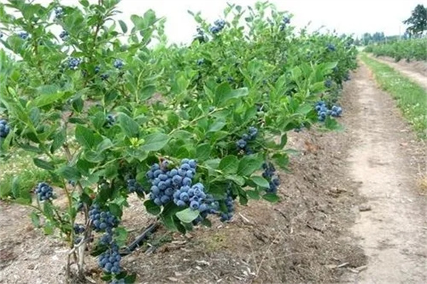 蓝莓适宜的土壤ph值是多少 如何调节土壤酸碱度