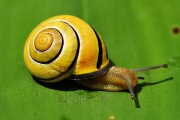 蜗牛是益虫还是害虫，它身上的粘液有什么作用