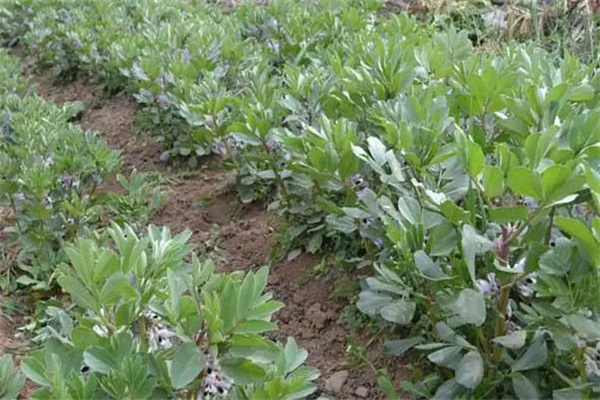 蚕豆产量低原因是什么？如何提高蚕豆产量？